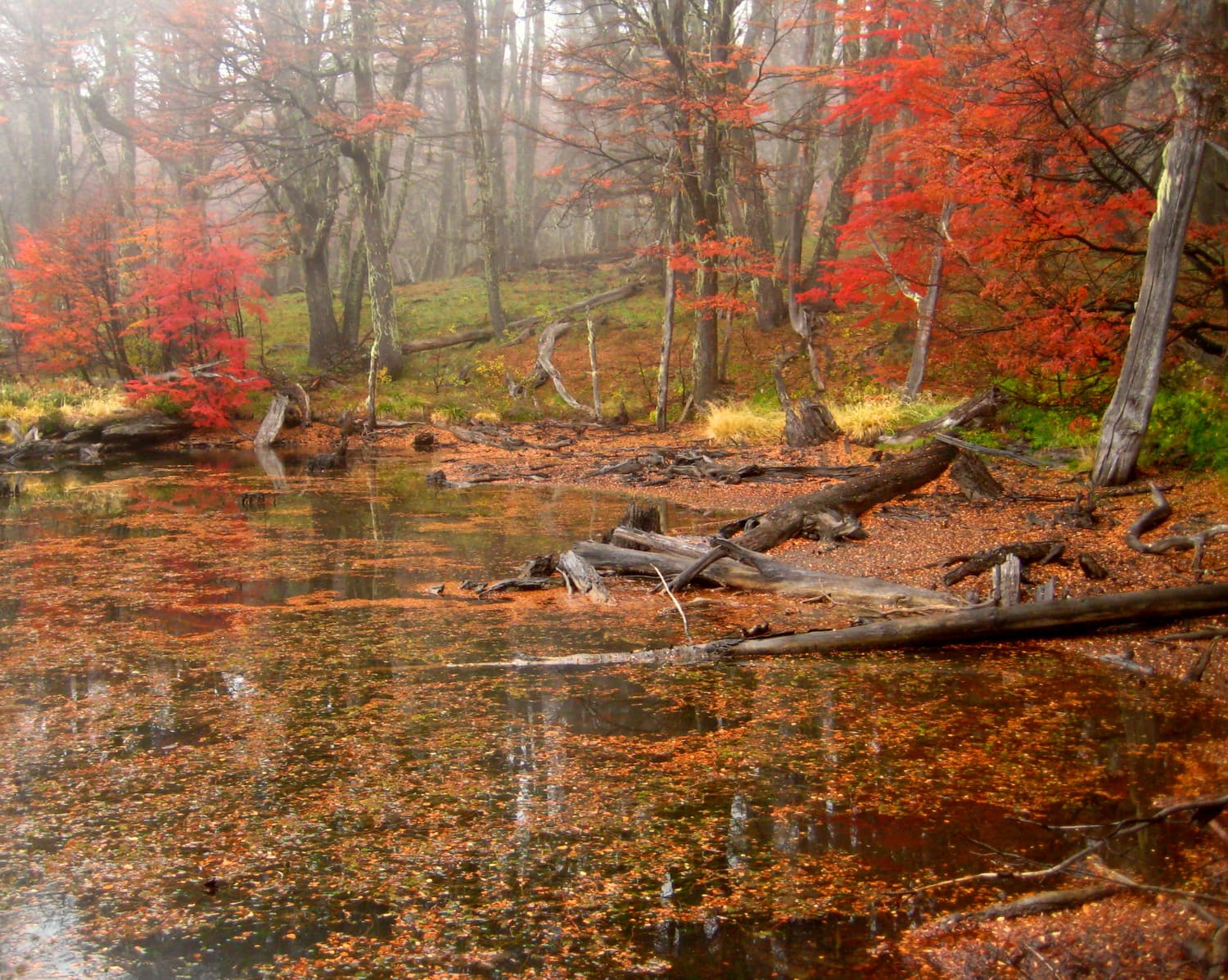 Red autumn leaves in a forest stream near Bariloche